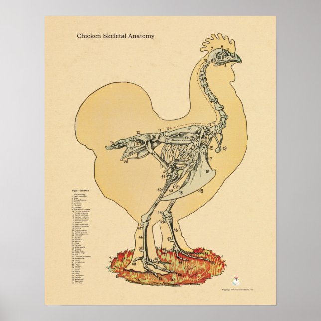 Chicken Hen Skeletal Anatomy Chart Veterinary (Front)