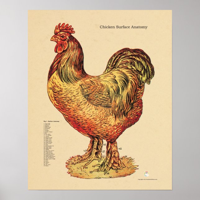 Chicken Hen Surface Anatomy Chart Veterinary (Front)