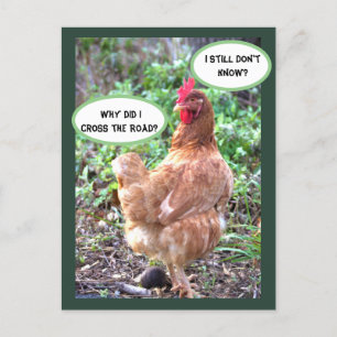 Chicken Humour Postcard