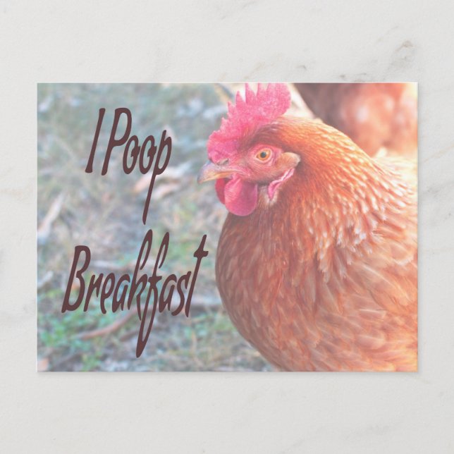 Chicken I poop Breakfast Funny Humour Postcard (Front)
