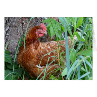 Chicken in the Grass