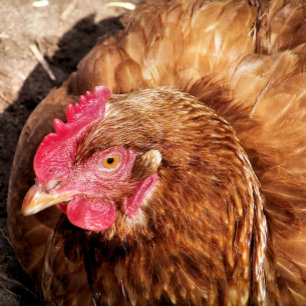 CHICKEN  JIGSAW PUZZLE