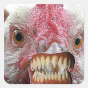 Chicken Lips, Chicken Teeth, DracaChicken Square Sticker