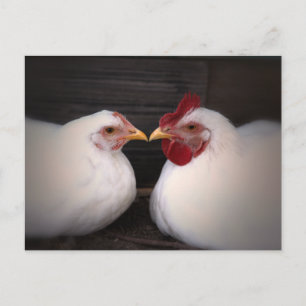 Chicken Love Postcard