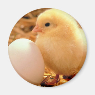 chicken magnet