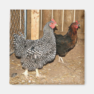 Chicken magnet