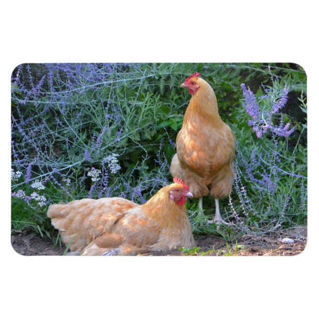 Chicken Magnet (Horizontal)