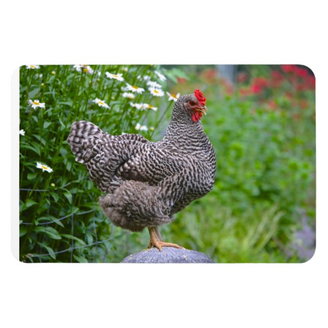 Chicken Magnet (Horizontal)