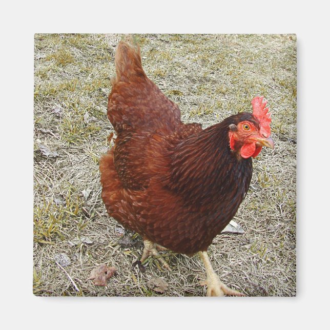 Chicken Magnets (Front)