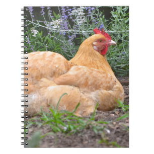 Chicken Notebook