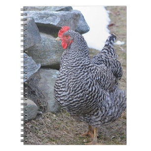 Chicken Notebook