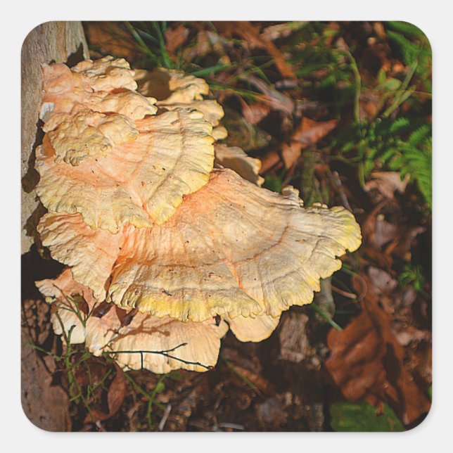 Chicken Of The Woods Mushroom Sticker (Front)