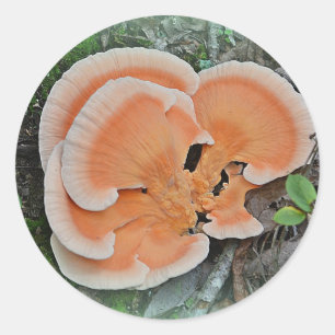 Chicken Of The Woods Mushroom Sticker