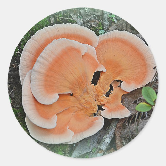 Chicken Of The Woods Mushroom Sticker (Front)