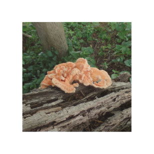 chicken of the woods print