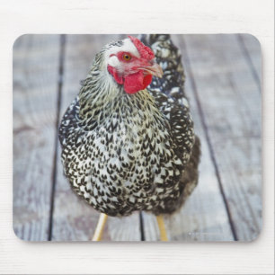 Chicken on wood deck, Silver Laced Wyandotte Mouse Mat