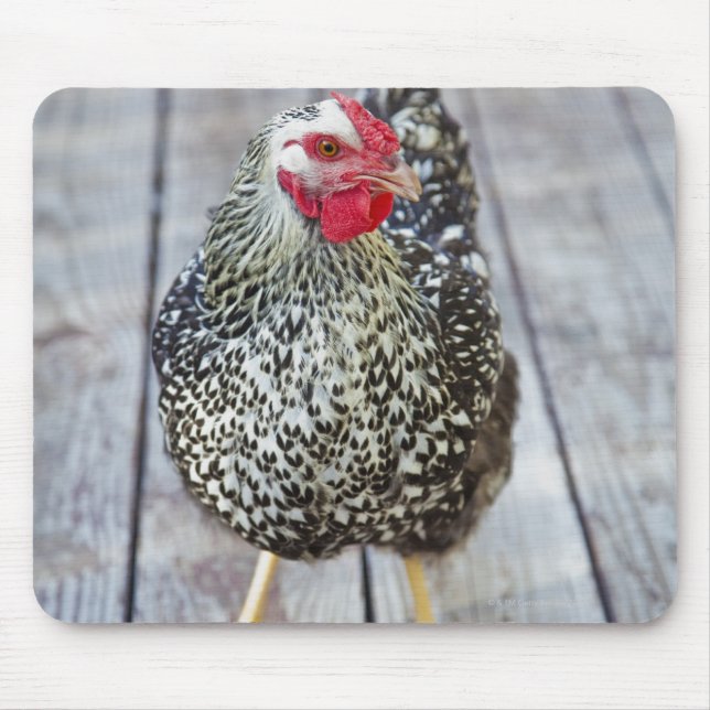 Chicken on wood deck, Silver Laced Wyandotte Mouse Mat (Front)