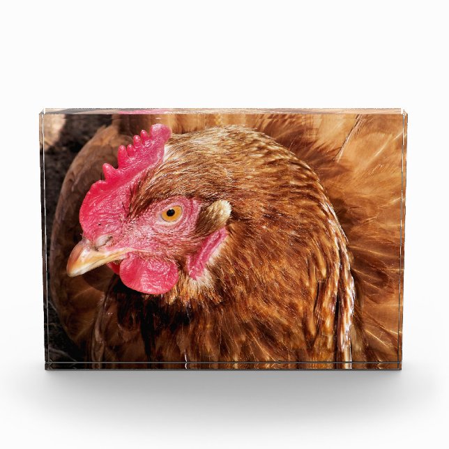 CHICKEN   PHOTO BLOCK (Front)