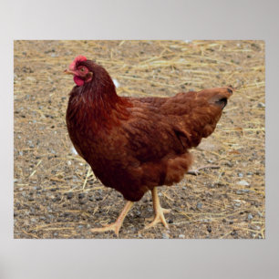 Chicken Photo Poster