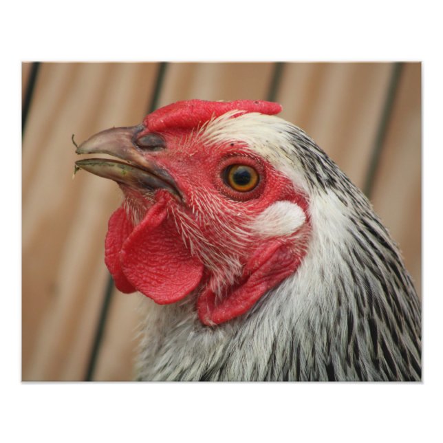chicken photo print (Front)