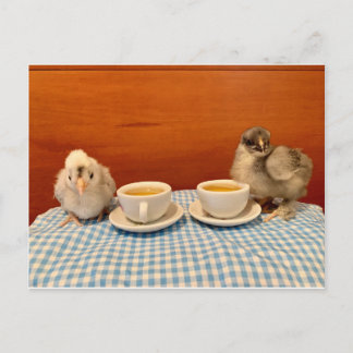 Chicken Picnic Postcard