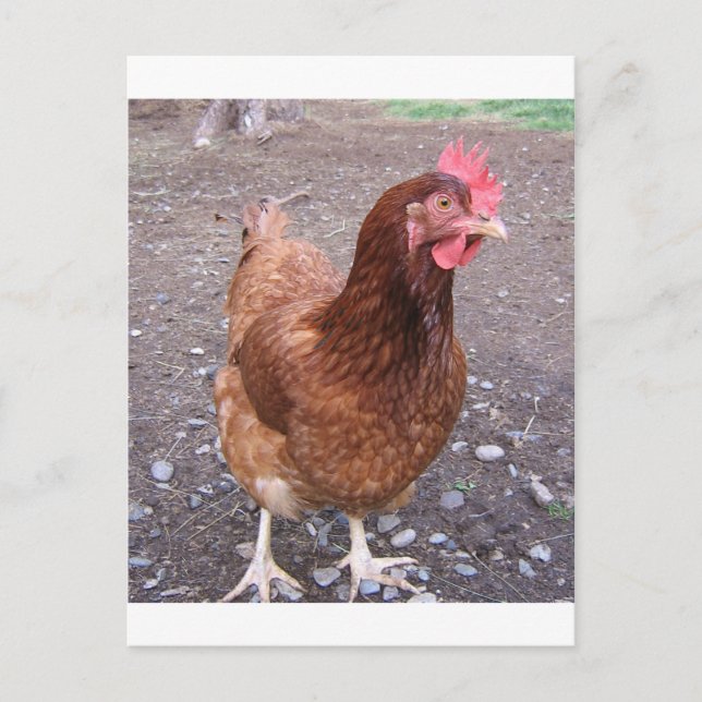 Chicken postcard (Front)