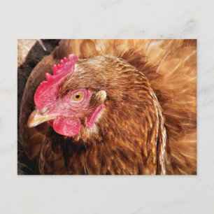 CHICKEN POSTCARD