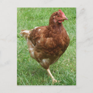 Chicken Postcard