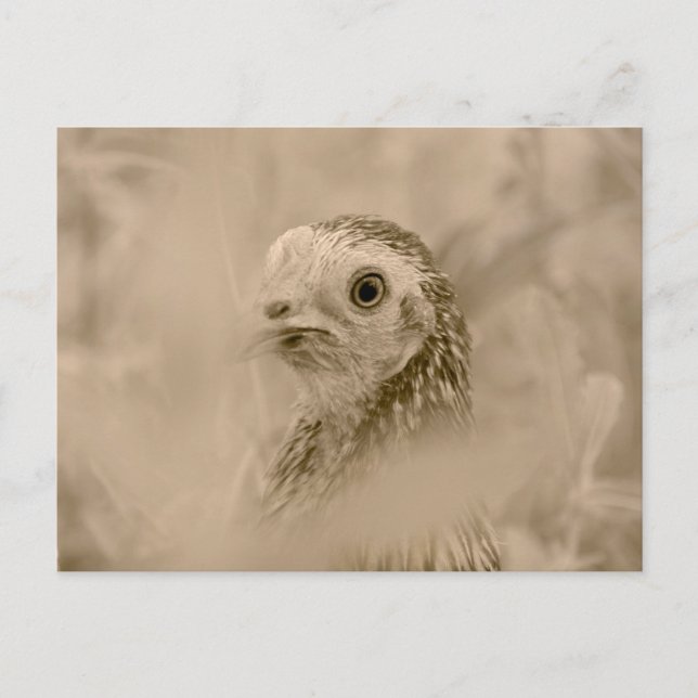 Chicken Postcard (Front)