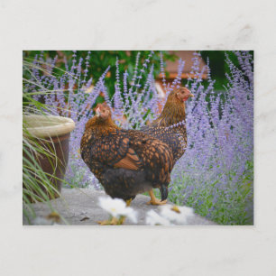 Chicken Postcard