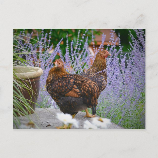 Chicken Postcard (Front)