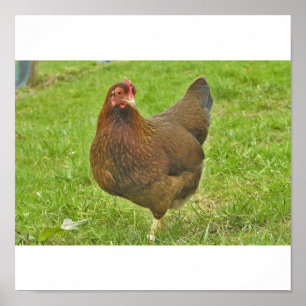 chicken poster