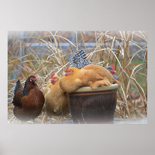 Chicken Poster (Front)