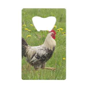 chicken, rooster, animal, bird, farm, agriculture,