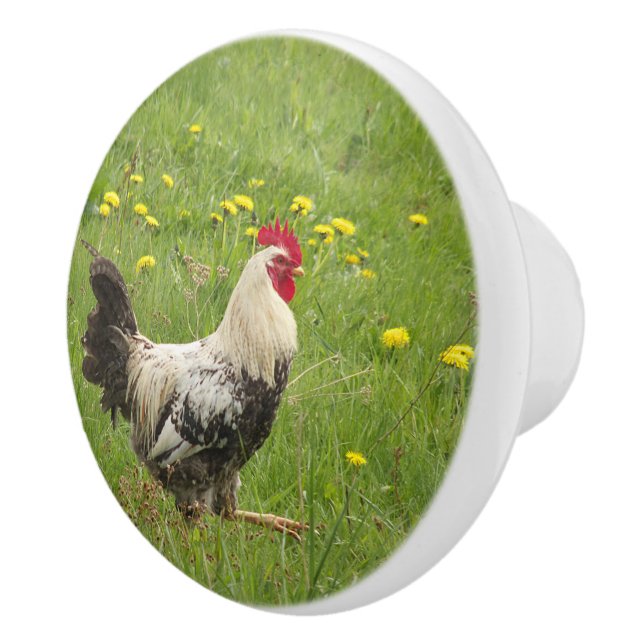 chicken, rooster, animal, bird, farm, agriculture, ceramic knob (Right)