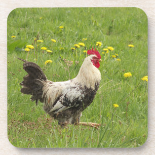 chicken, rooster, animal, bird, farm, agriculture, coaster