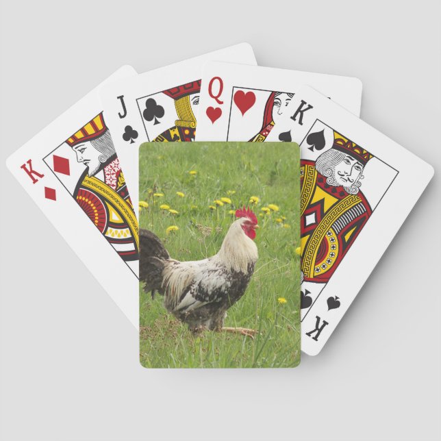 chicken, rooster, animal, bird, farm, agriculture, playing cards (Back)