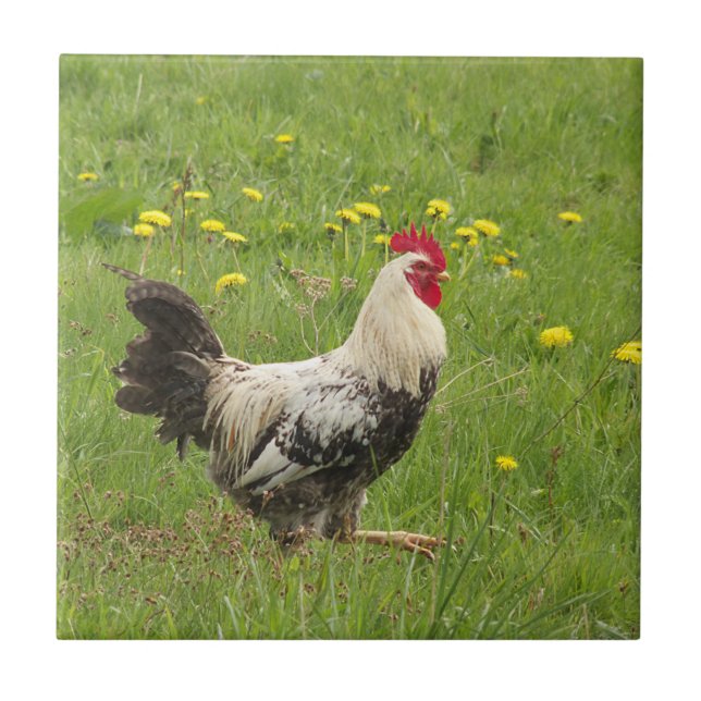 chicken, rooster, animal, bird, farm, agriculture, tile (Front)