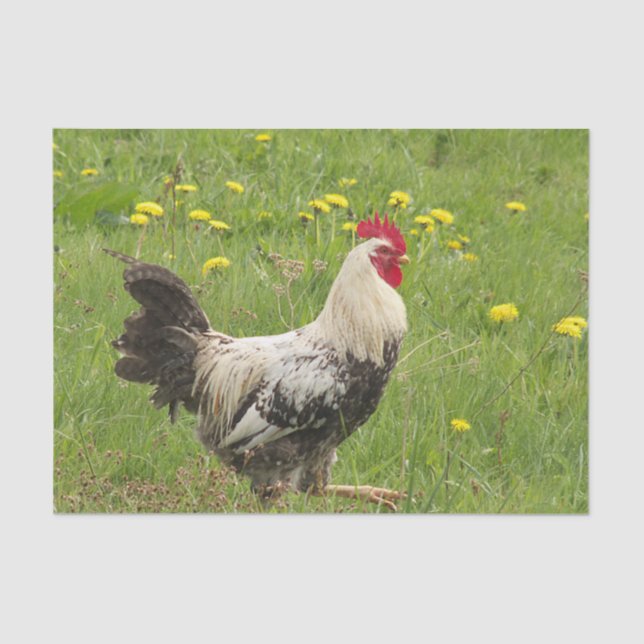 chicken, rooster, animal, bird, farm, agriculture, tissue paper (Front)