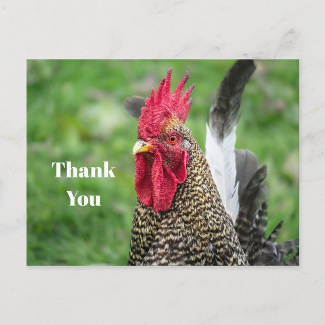 Chicken Rooster Photo Thank You Postcard (Front)
