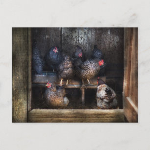 Chicken - The Hen House Postcard