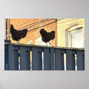 Chicken Walk Photo Poster