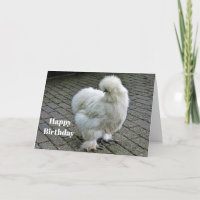 Chicken White Silkie Photo Birthday