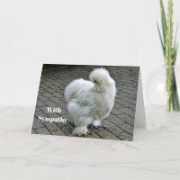 Chicken White Silkie Photo Sympathy