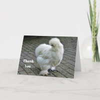 Chicken White Silkie Photo