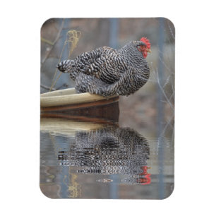 Chicken With Reflections Magnet