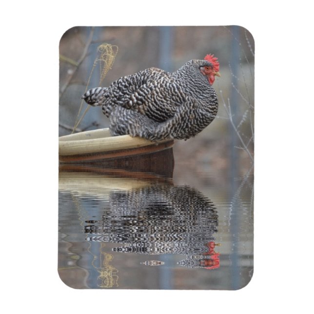 Chicken With Reflections Magnet (Vertical)