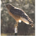 chickenhawk standing photo sculpture<br><div class="desc">hawk on post</div>