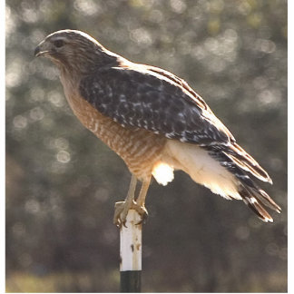 chickenhawk standing photo sculpture