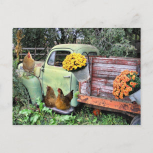Chickens and old pick up truck postcard